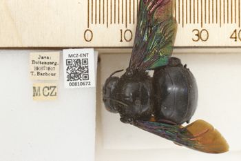 Media type: image;   Entomology 810672 Aspect: labels